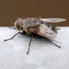 Unidentified Bristle Fly (Tachinidae) at Bonython, ACT - 27 Mar 2022 by RodDeb