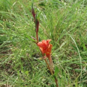 Oenothera stricta subsp. stricta at Bonython, ACT - 27 Mar 2022