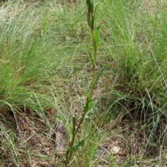 Oenothera stricta subsp. stricta at Bonython, ACT - 27 Mar 2022