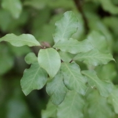 Pittosporum tenuifolium (Kohuhu) at Stranger Pond - 27 Mar 2022 by RodDeb