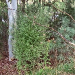 Pittosporum tenuifolium at Bonython, ACT - 27 Mar 2022