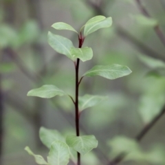 Pittosporum tenuifolium at Bonython, ACT - 27 Mar 2022