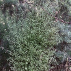 Pittosporum tenuifolium at Bonython, ACT - 27 Mar 2022 01:47 PM