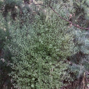 Pittosporum tenuifolium at Bonython, ACT - 27 Mar 2022 01:47 PM