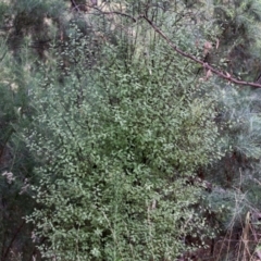Pittosporum tenuifolium at Bonython, ACT - 27 Mar 2022