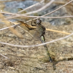 Orthetrum caledonicum (Blue Skimmer) at Bonython, ACT - 27 Mar 2022 by RodDeb