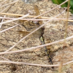 Orthetrum caledonicum at Bonython, ACT - 27 Mar 2022 01:59 PM