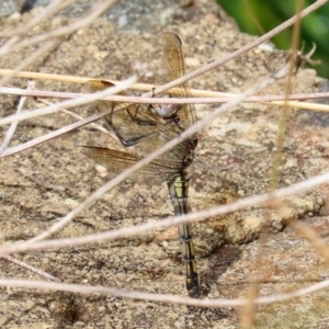 Orthetrum caledonicum at Bonython, ACT - 27 Mar 2022 01:59 PM