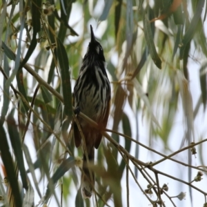 Phylidonyris novaehollandiae at Bonython, ACT - 27 Mar 2022