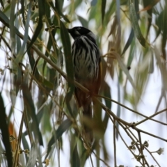 Phylidonyris novaehollandiae at Bonython, ACT - 27 Mar 2022