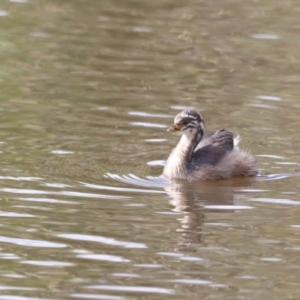 Tachybaptus novaehollandiae at Molonglo Valley, ACT - 27 Mar 2022