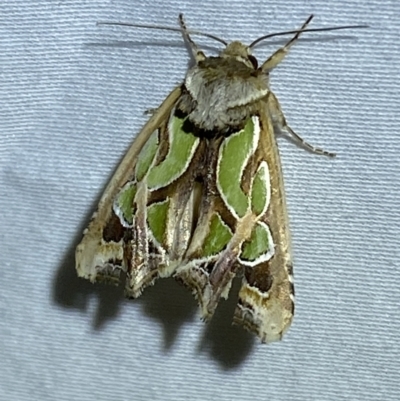 Cosmodes elegans (Green Blotched Moth) at QPRC LGA - 27 Mar 2022 by Steve_Bok