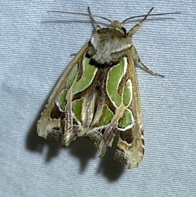 Cosmodes elegans (Green Blotched Moth) at Jerrabomberra, NSW - 28 Mar 2022 by SteveBorkowskis