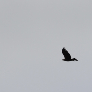 Aquila audax at Molonglo Valley, ACT - 27 Mar 2022