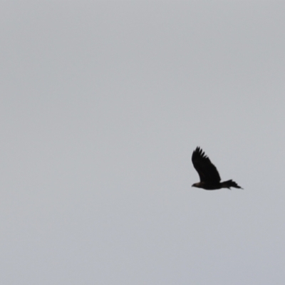 Aquila audax (Wedge-tailed Eagle) at Aranda Bushland - 27 Mar 2022 by JimL