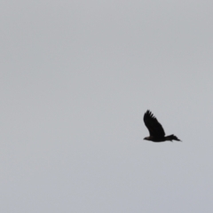 Aquila audax (Wedge-tailed Eagle) at Molonglo Valley, ACT - 27 Mar 2022 by JimL