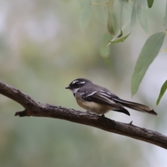 Rhipidura albiscapa (Grey Fantail) at Molonglo Valley, ACT - 27 Mar 2022 by JimL