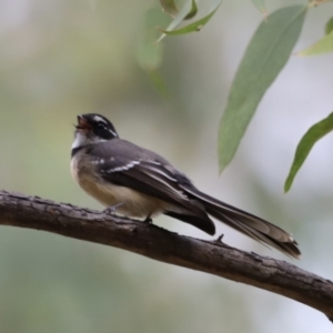 Rhipidura albiscapa at Molonglo Valley, ACT - 27 Mar 2022