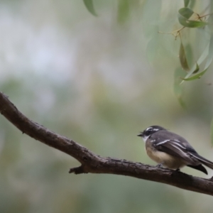 Rhipidura albiscapa at Molonglo Valley, ACT - 27 Mar 2022