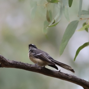 Rhipidura albiscapa at Molonglo Valley, ACT - 27 Mar 2022