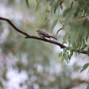 Rhipidura albiscapa at Molonglo Valley, ACT - 27 Mar 2022