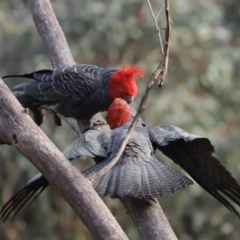 Callocephalon fimbriatum (Gang-gang Cockatoo) at Cook, ACT - 25 Mar 2022 by Tammy