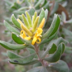 Persoonia rigida (Hairy Geebung) at Block 402 - 26 Mar 2022 by MatthewFrawley