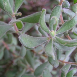 Persoonia rigida at Stromlo, ACT - 27 Mar 2022