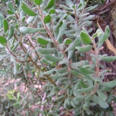 Persoonia rigida at Stromlo, ACT - 27 Mar 2022 10:49 AM