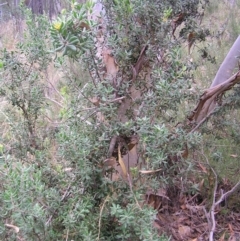 Persoonia rigida at Stromlo, ACT - 27 Mar 2022