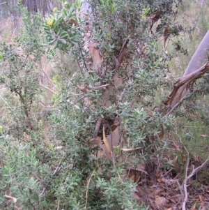 Persoonia rigida at Stromlo, ACT - 27 Mar 2022 10:49 AM