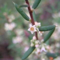 Monotoca scoparia (Broom Heath) at Block 402 - 26 Mar 2022 by MatthewFrawley