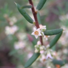 Monotoca scoparia (Broom Heath) at Piney Ridge - 26 Mar 2022 by MatthewFrawley