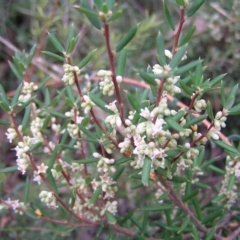 Monotoca scoparia at Stromlo, ACT - 27 Mar 2022