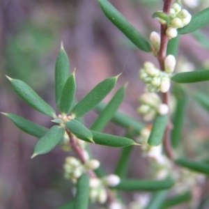 Monotoca scoparia at Stromlo, ACT - 27 Mar 2022