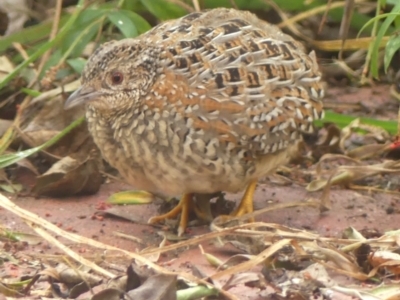 Turnix varius (Painted Buttonquail) at Braemar, NSW - 24 Mar 2022 by Curiosity