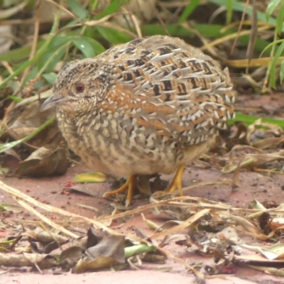 Turnix varius (Painted Buttonquail) at Braemar, NSW - 24 Mar 2022 by Curiosity
