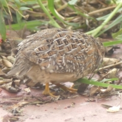 Turnix varius at Braemar, NSW - 24 Mar 2022