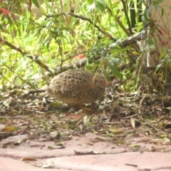 Turnix varius at Braemar, NSW - 24 Mar 2022 03:15 PM