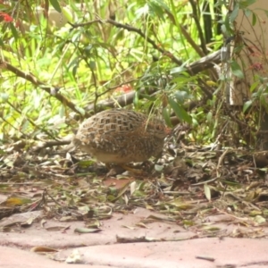 Turnix varius at Braemar, NSW - 24 Mar 2022 03:15 PM