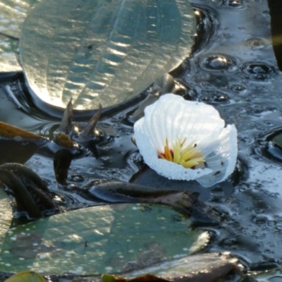 Ottelia ovalifolia subsp. ovalifolia (Swamp Lily) at QPRC LGA - 26 Mar 2022 by Wandiyali