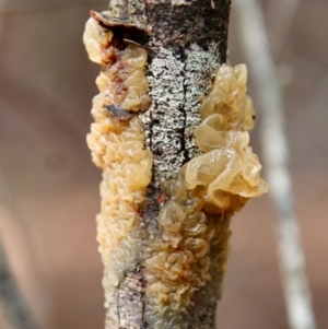 Tremella sp. at Moruya, NSW - 27 Mar 2022