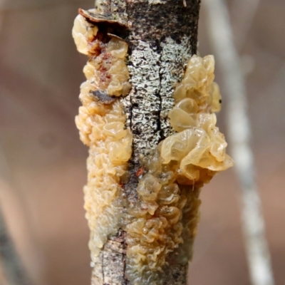 Tremella sp. (Tremella) at Moruya, NSW - 27 Mar 2022 by LisaH