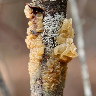 Unidentified Clubs/stalks on wood or on leaf/twig litter at Moruya, NSW - 27 Mar 2022 by LisaH