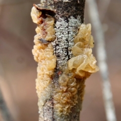 Unidentified Fungus (TBC) at Moruya, NSW - 27 Mar 2022 by LisaH