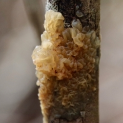 Tremella sp. at Moruya, NSW - suppressed