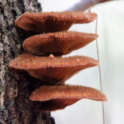 Unidentified Fungus at Moruya, NSW - 27 Mar 2022 by LisaH