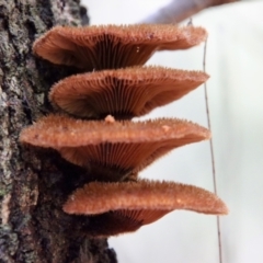 Unidentified Fungus (TBC) at Moruya, NSW - 27 Mar 2022 by LisaH