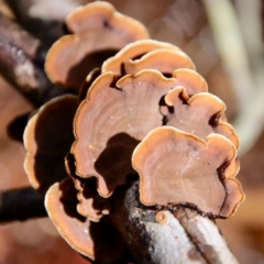 Unidentified Fungus at Moruya, NSW - 26 Mar 2022 by LisaH