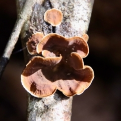 Hymenochaete at Moruya, NSW - 27 Mar 2022